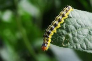 worm on leaf