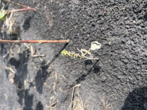 cotton plant dinged up by thrips