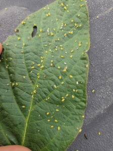Soybean aphids on a soybean leaflet